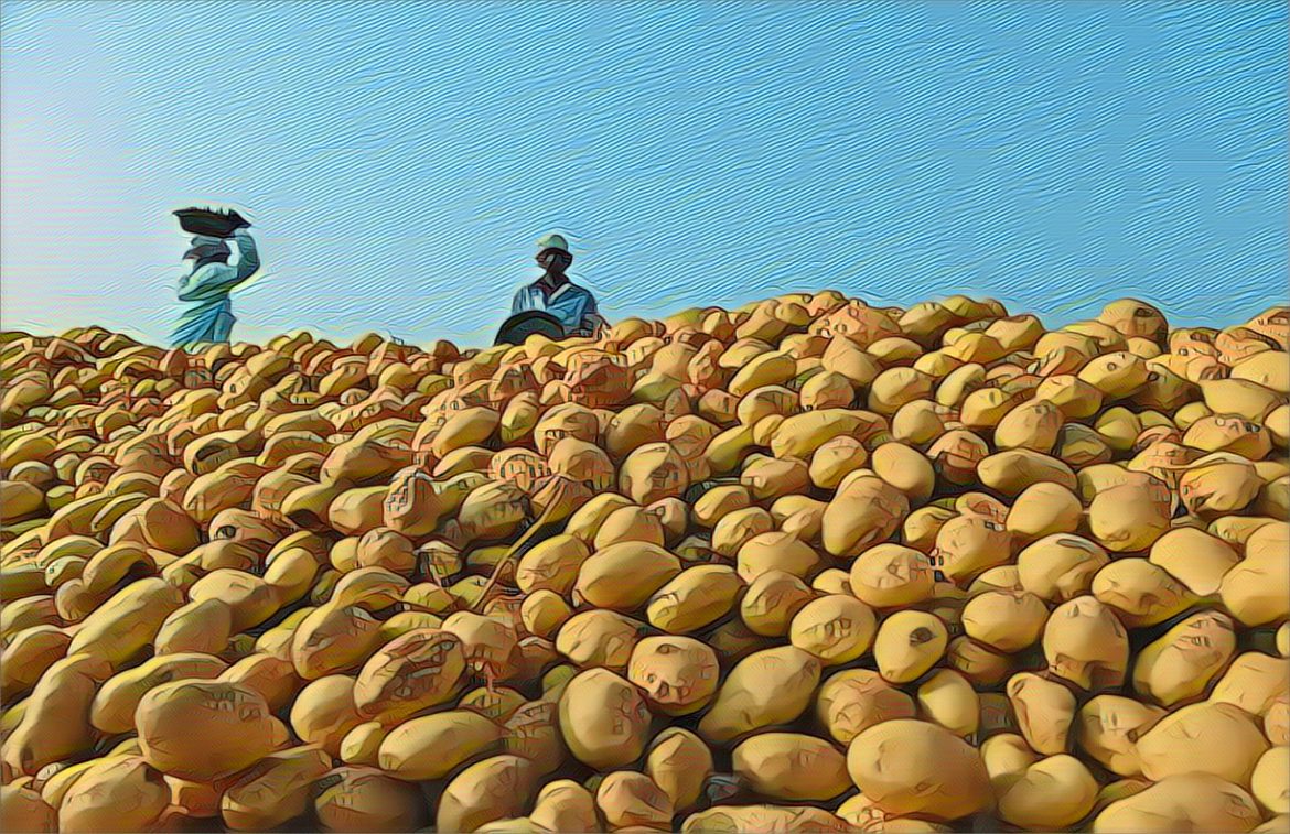 Zim-achieves-potatoself-sufficiency