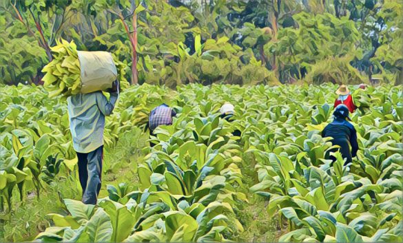Zimbabwe’s tobacco farmers