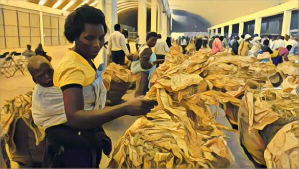 Zimbabwe’s tobacco industry