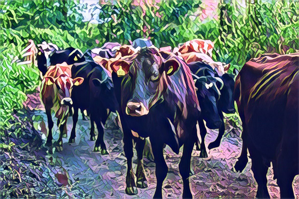 Edited in Prisma app with Leaf fall