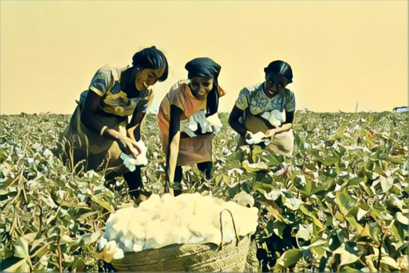 Cottco 2024 Cotton Season