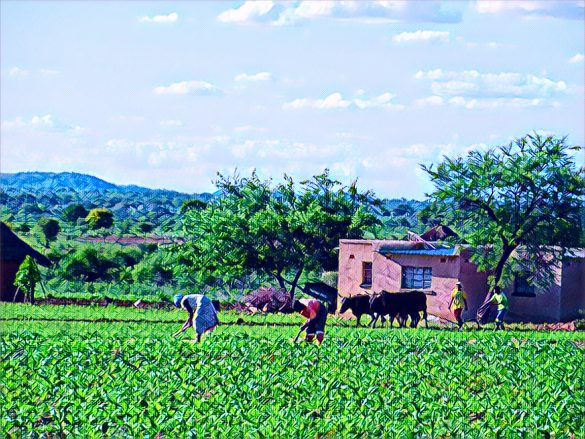 Zimbabwe to Compensate White Farmers $331 million in Bonds to Resolve Land Reform Legacy