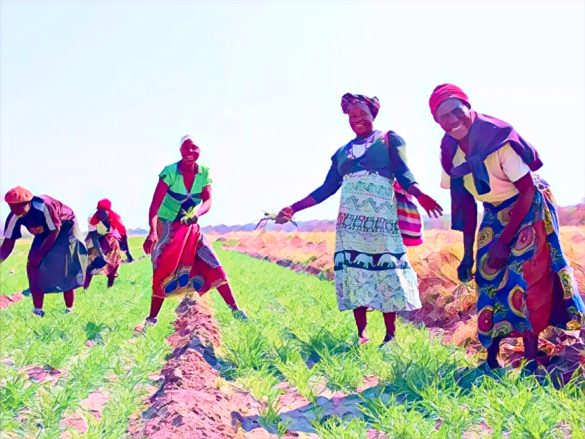 Japan Pledges $5.1 Million to Support Climate Resilience, Agriculture in Zimbabwe