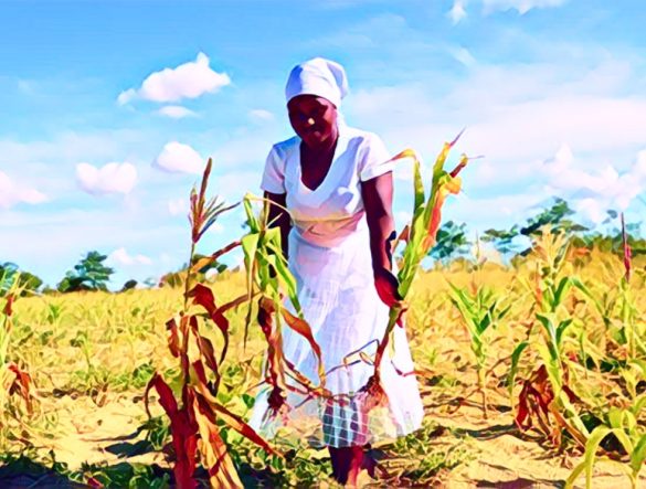 Zimbabwe's Food Production Grows Amid Drought, but Hunger Looms for Millions
