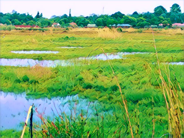 Zimbabwe wetlands conservation