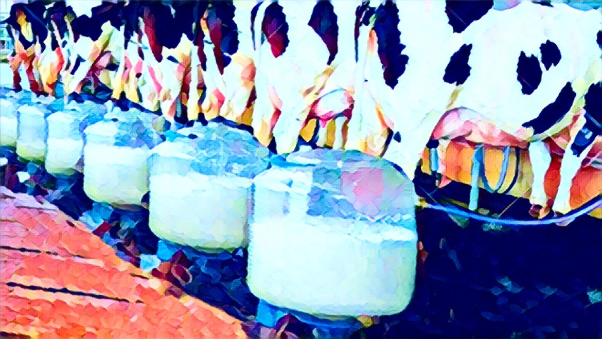 Zimbabwe dairy sector