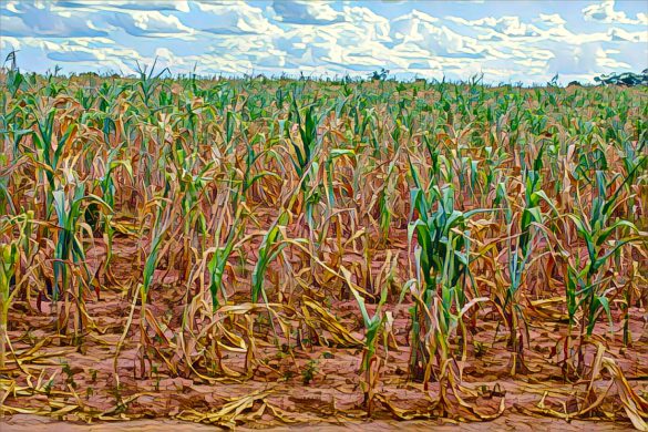 Zimbabwe builds 600,000-ton grain reserve and plans drought insurance as El Niño looms